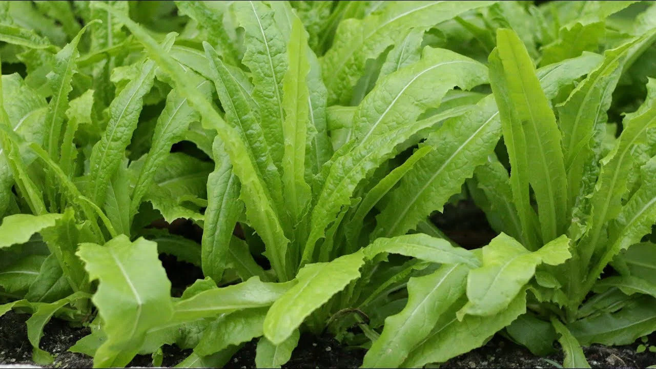 Sword Choy (A-Choy) - Image 3