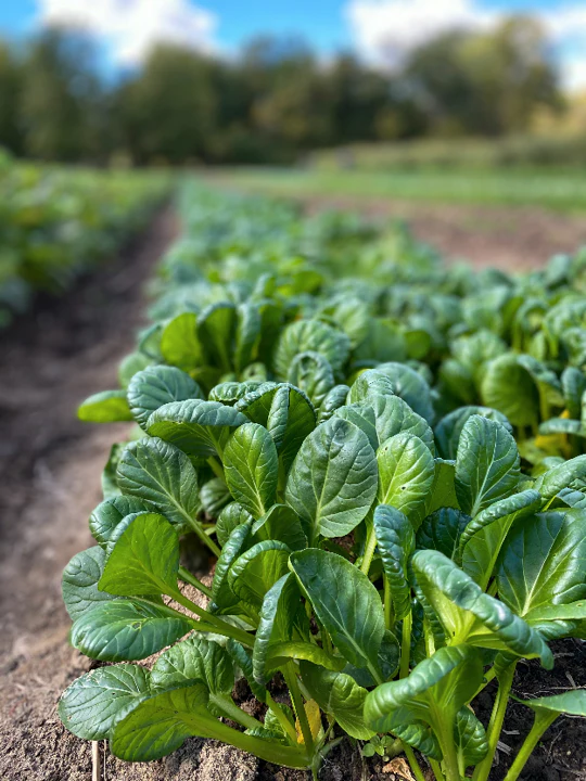 Tatsoi Mustard Green - Image 3