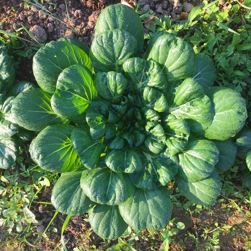 Tatsoi Mustard Green - Image 5