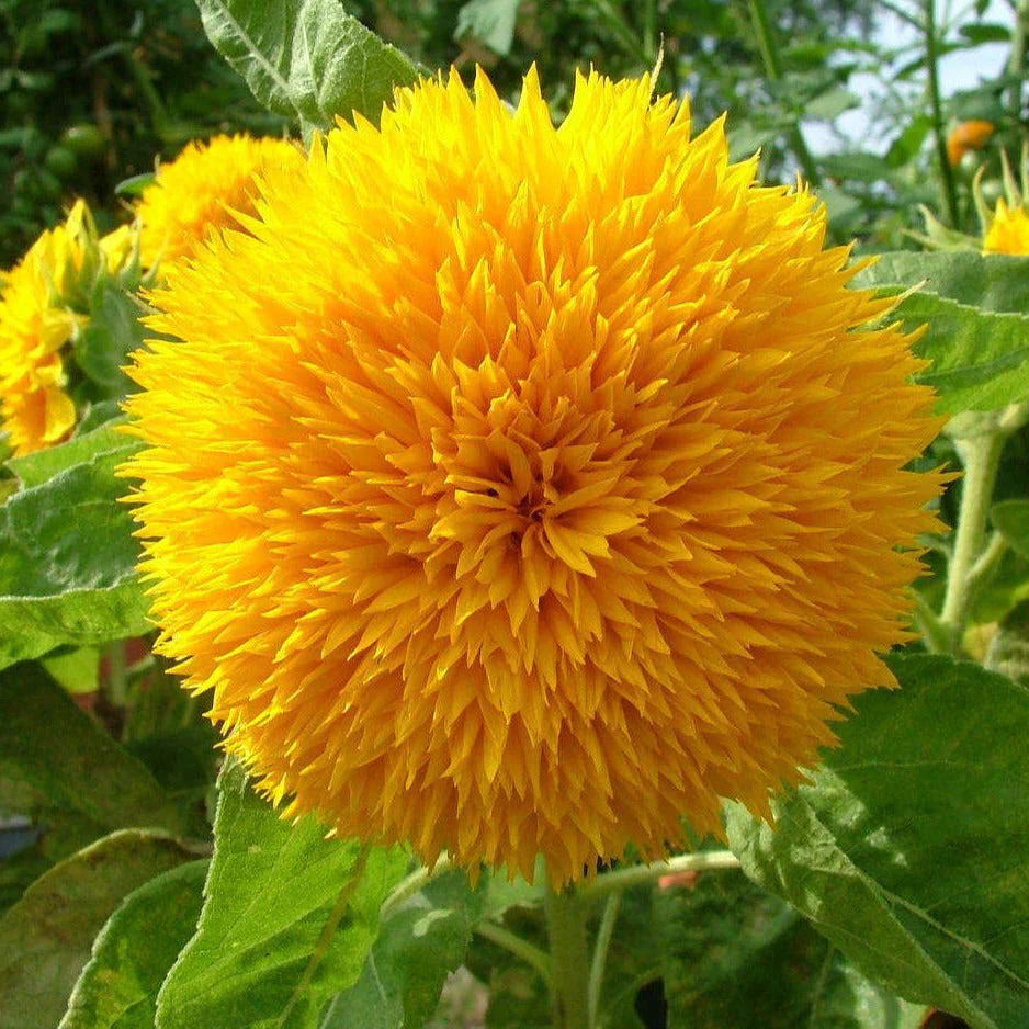 Teddy Bear Sunflower