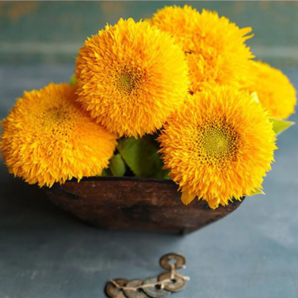 Teddy Bear Sunflower - Image 7