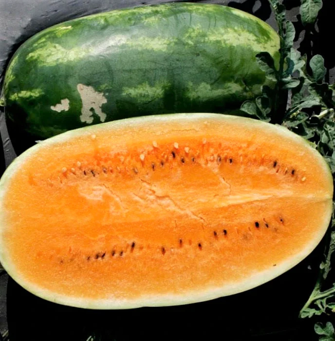 Tendersweet Orange Watermelon - Image 2
