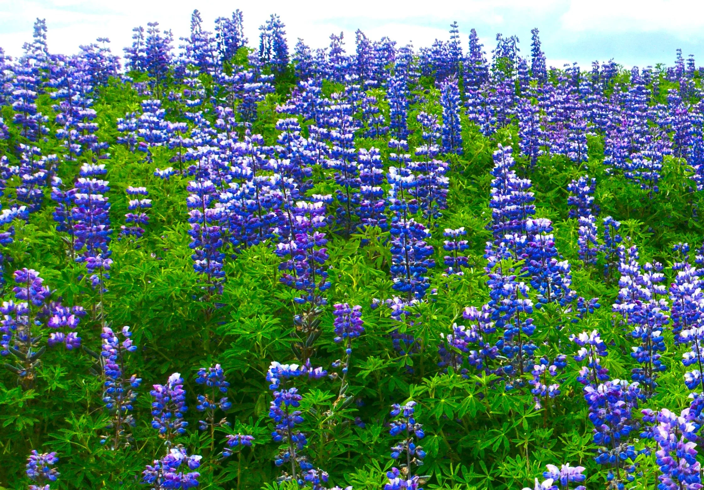 The Governor Blue Russell Lupine - Image 10