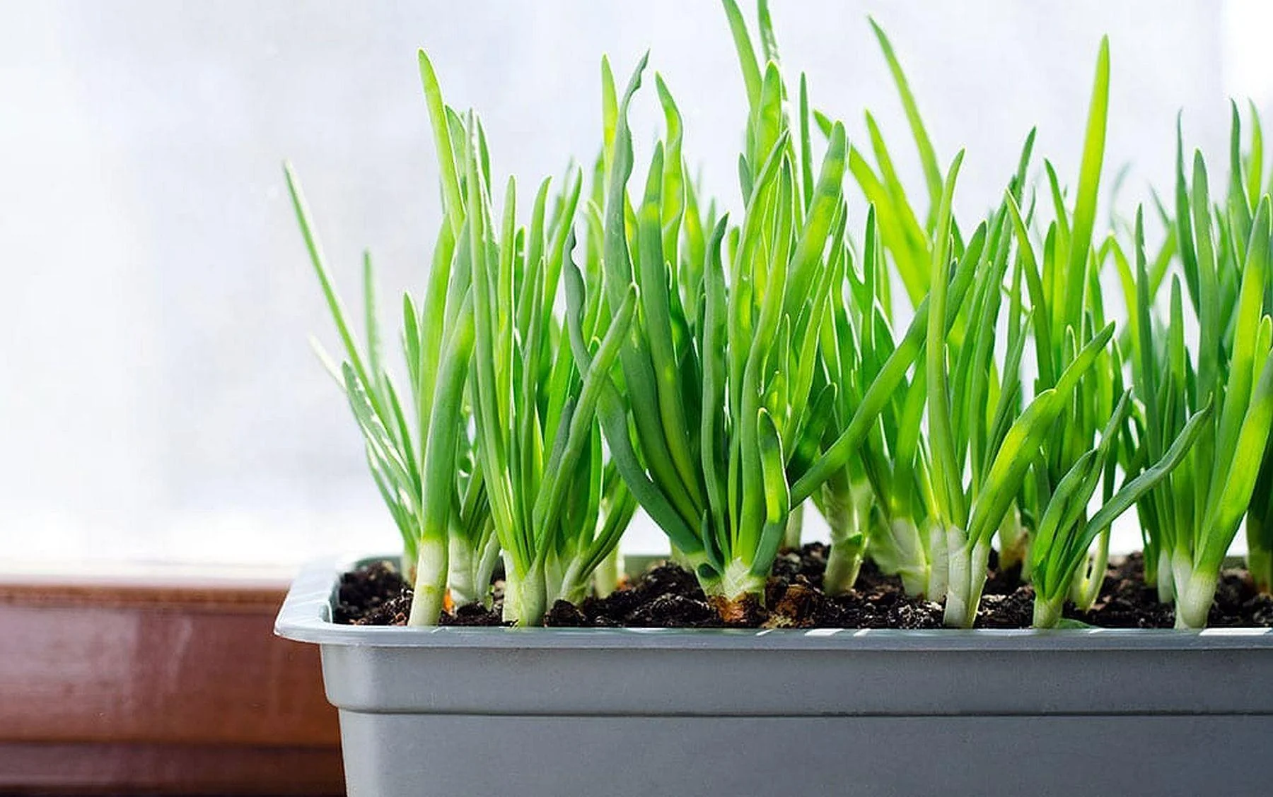 Tokyo Long Bunching Green Onion - Image 4