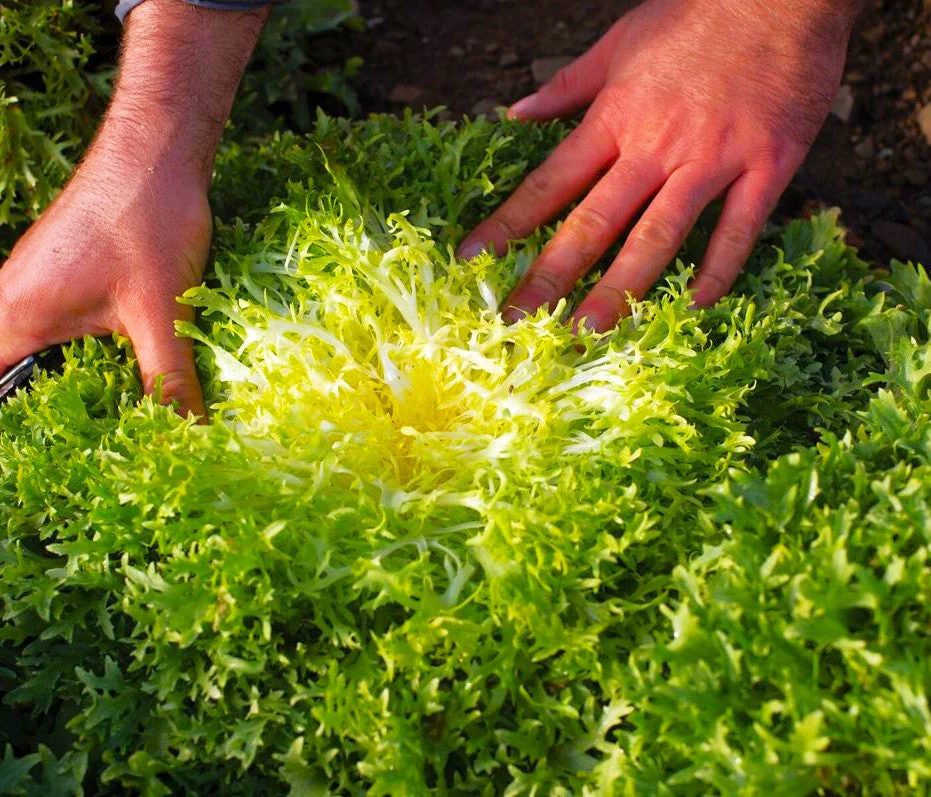Tres Fine Endive - Image 3