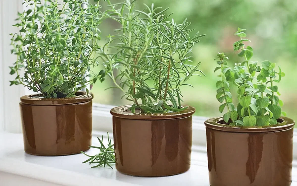 True Winter Thyme - Image 3
