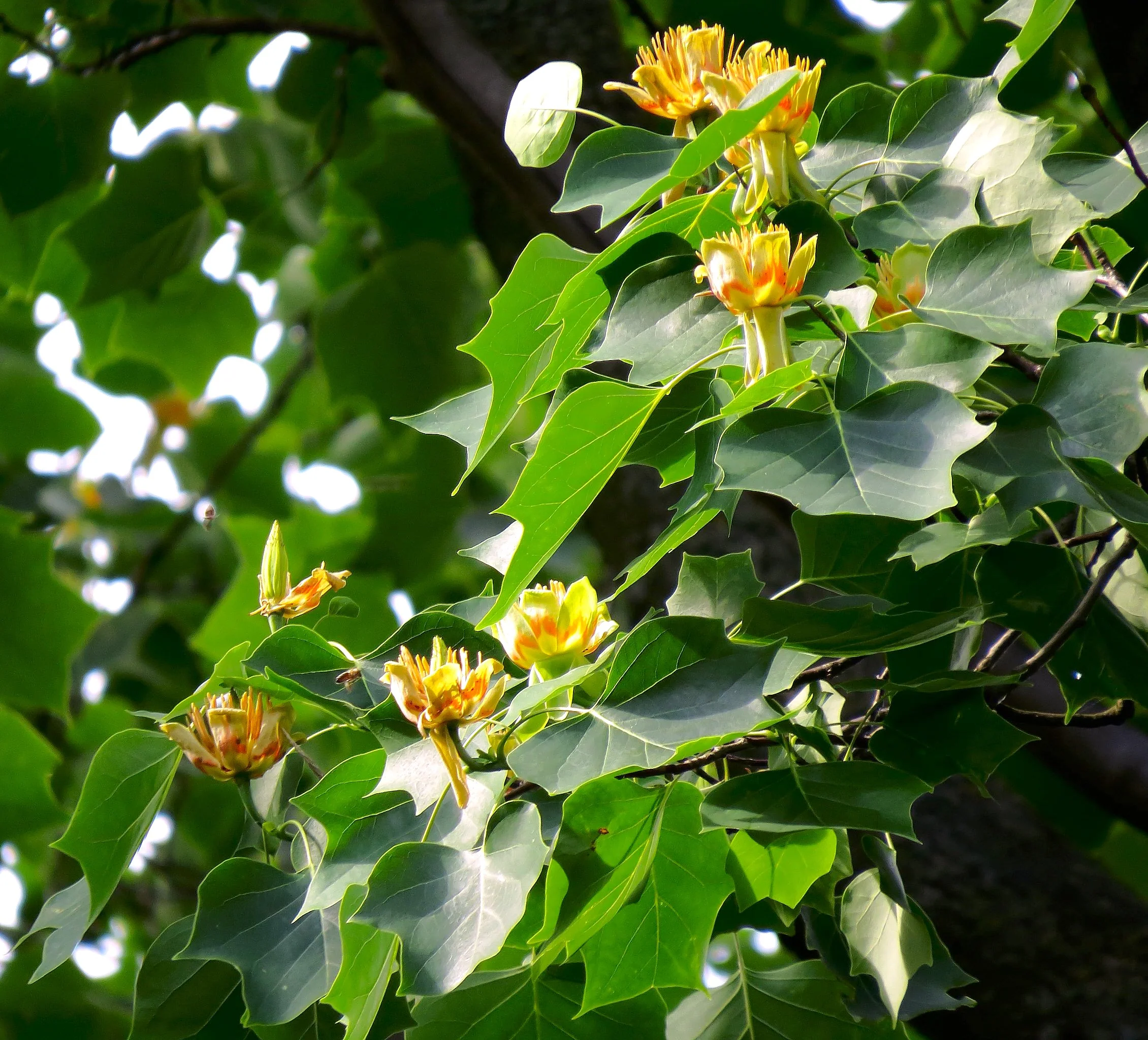Tulip Poplar Tree - Image 5