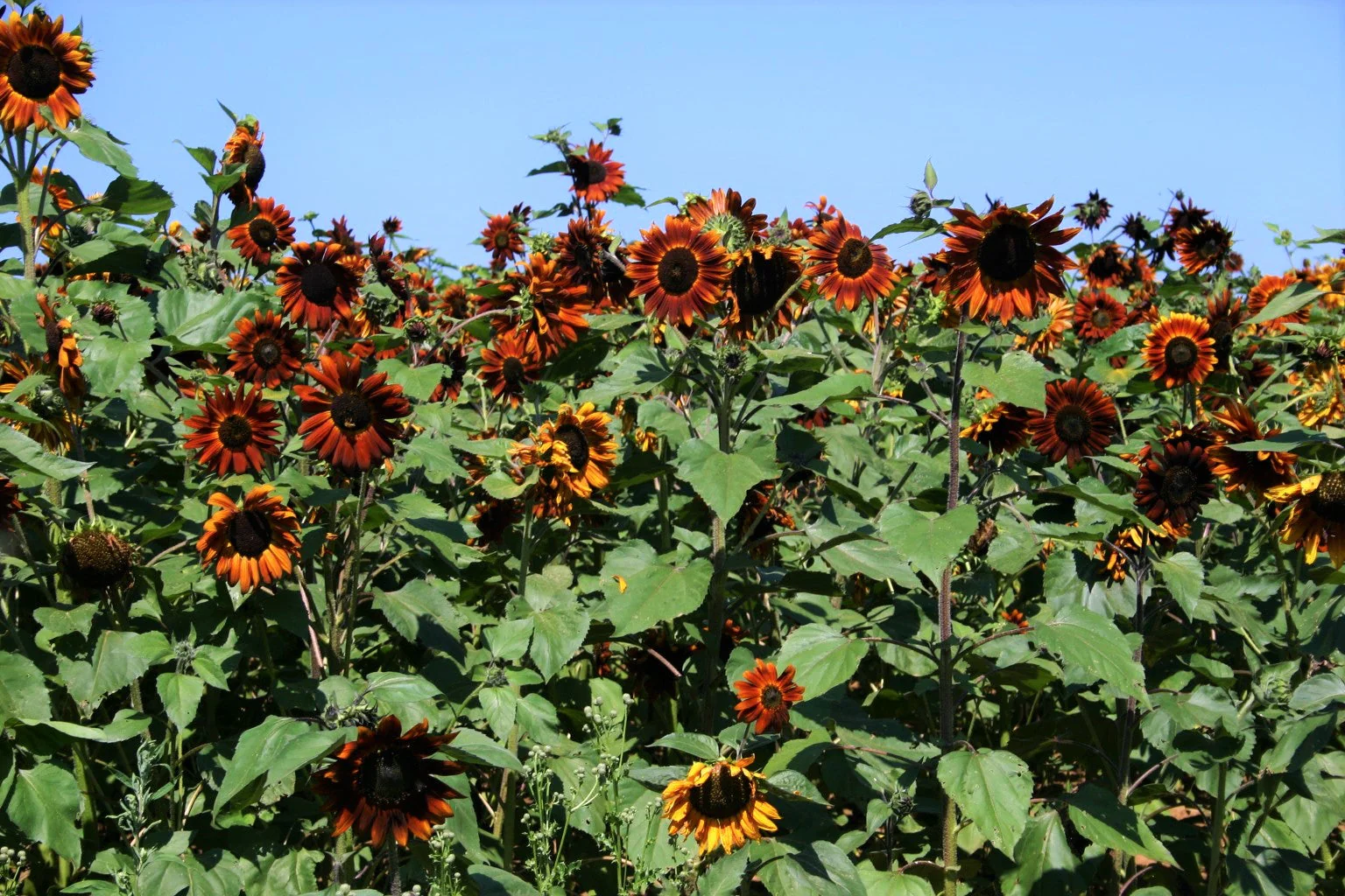 Velvet Queen Sunflower - Image 2