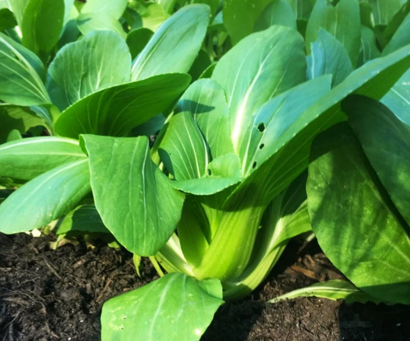 Wa Wa Qing Bok Choy - Image 13
