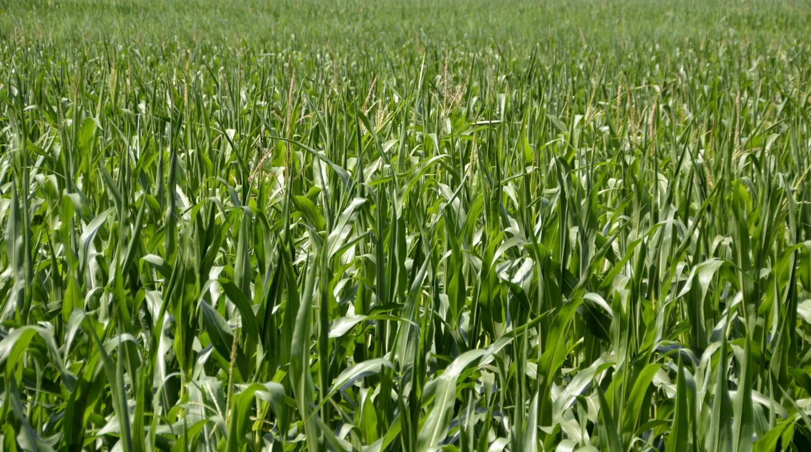 Wapsie Valley Grazing Corn - Image 2