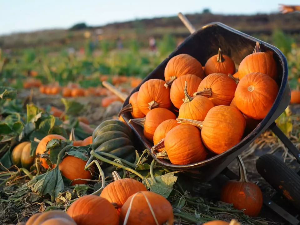Wee-B-Little Pumpkin - Image 3