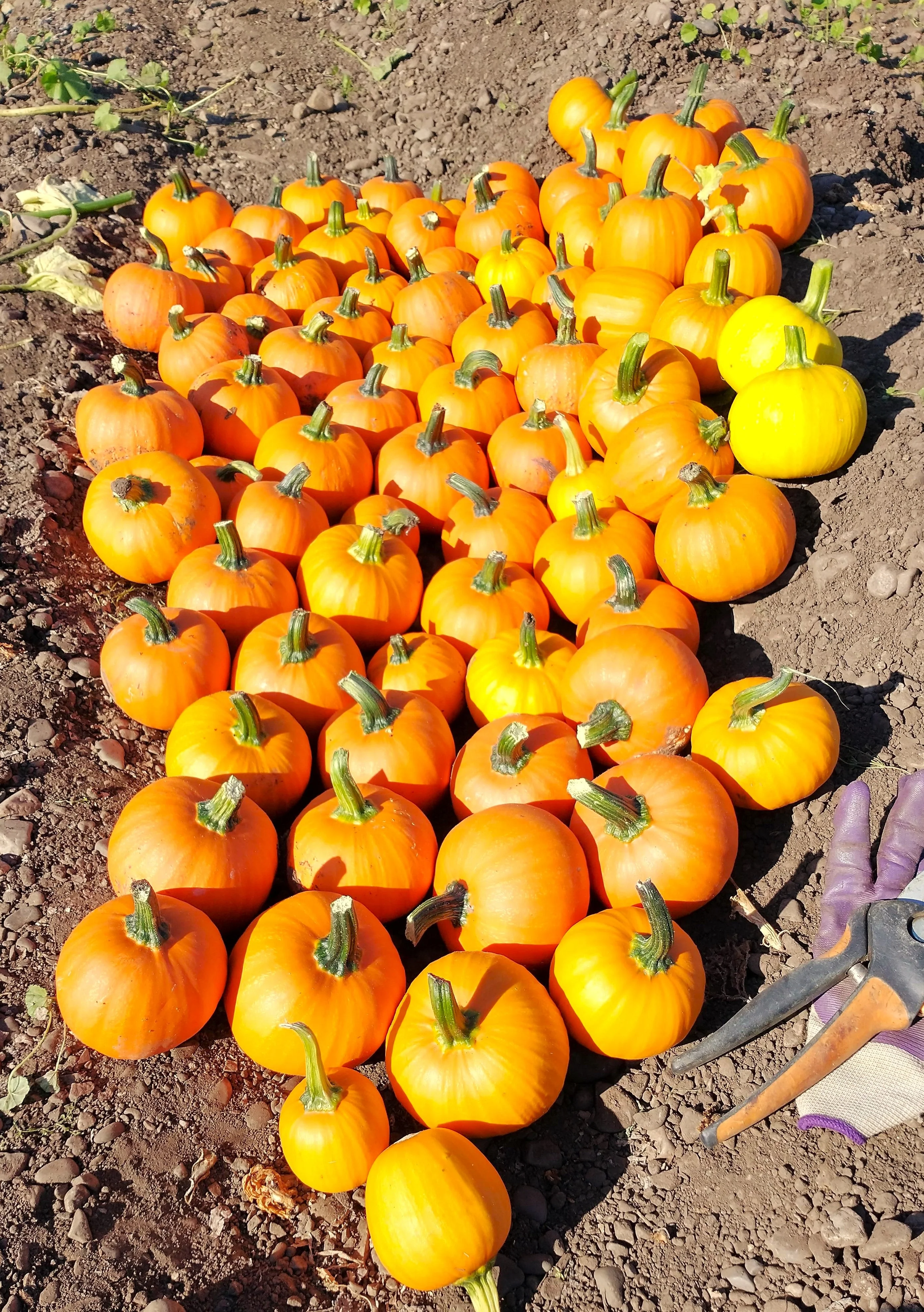 Wee-B-Little Pumpkin - Image 5