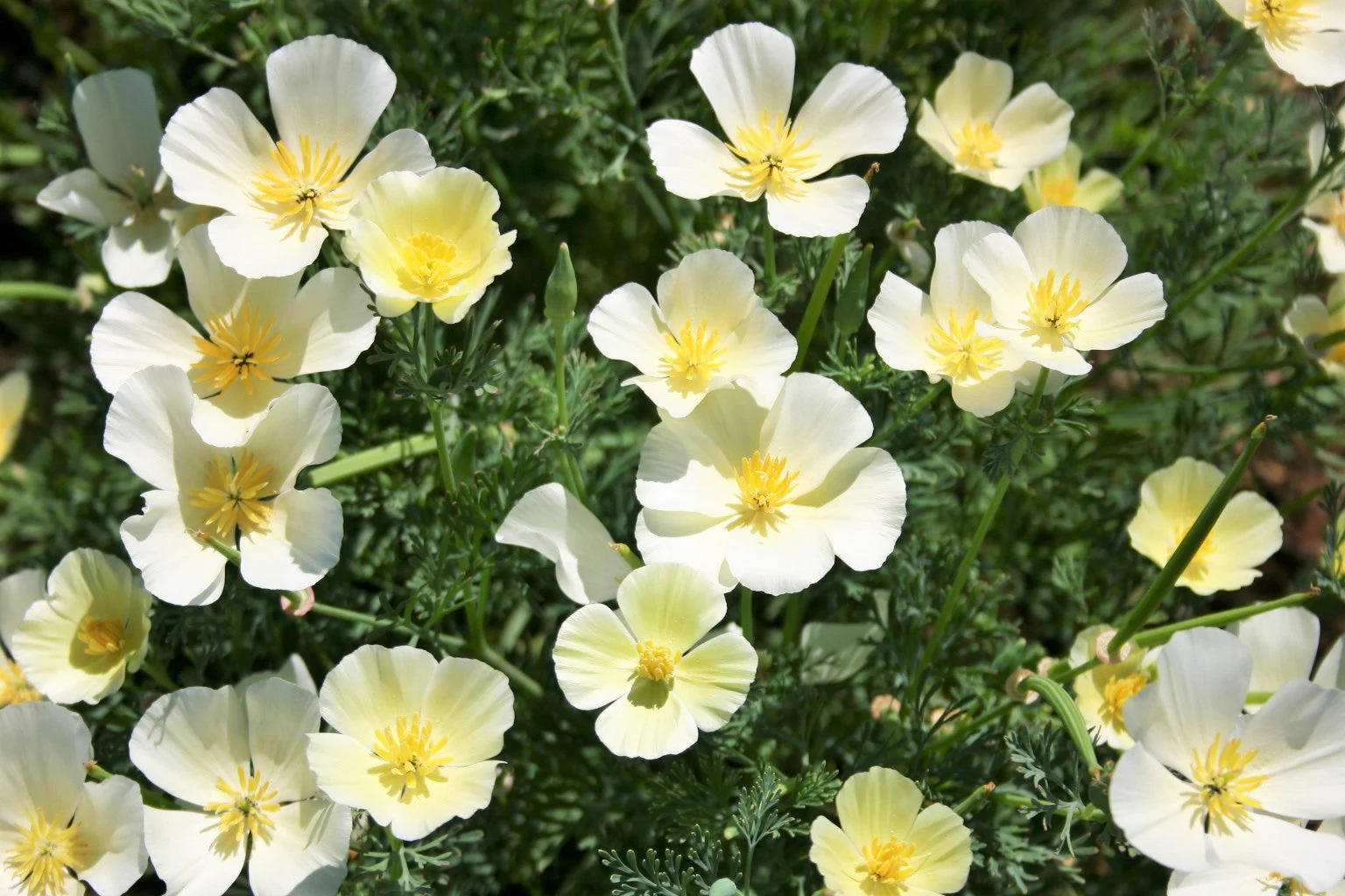 White Linen California Poppy - Image 2