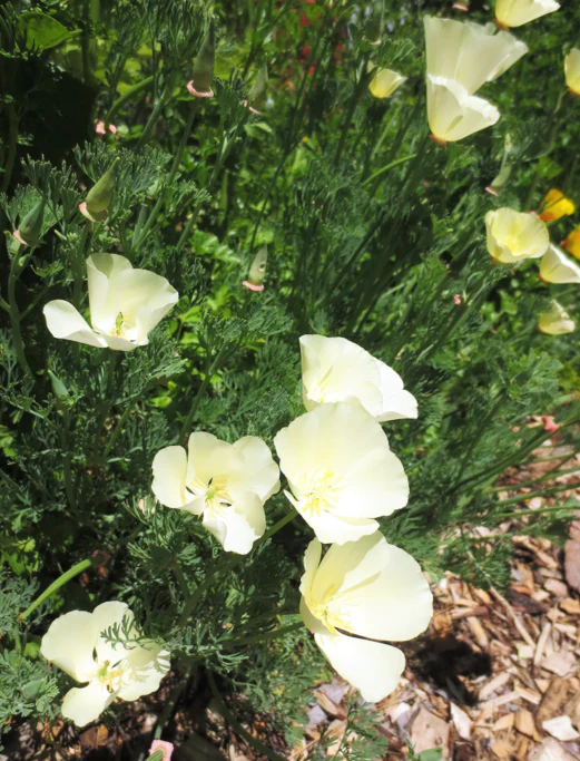 White Linen California Poppy - Image 7
