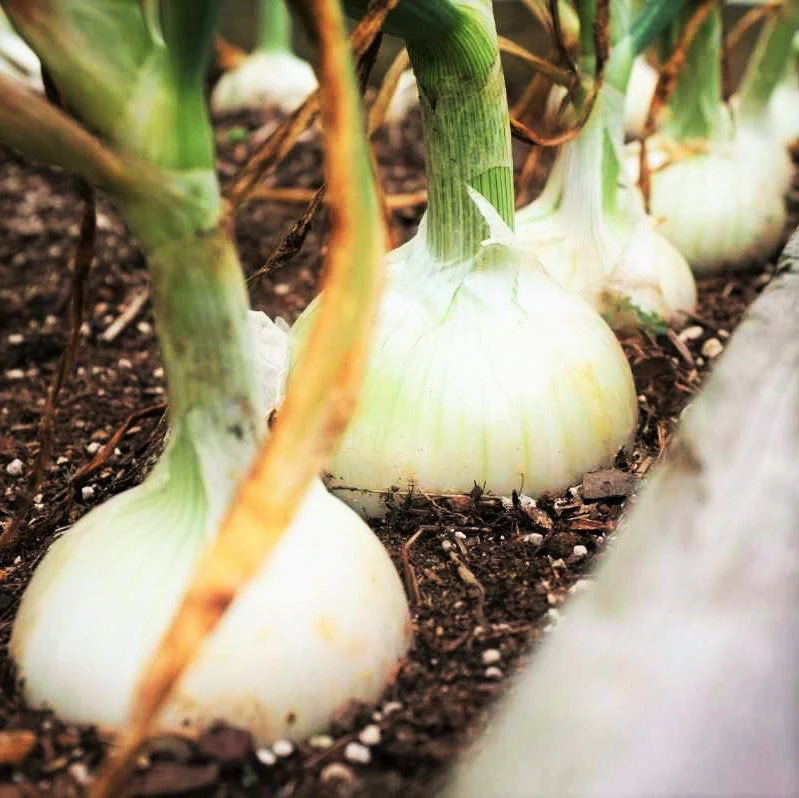 White Sweet Spanish Onion