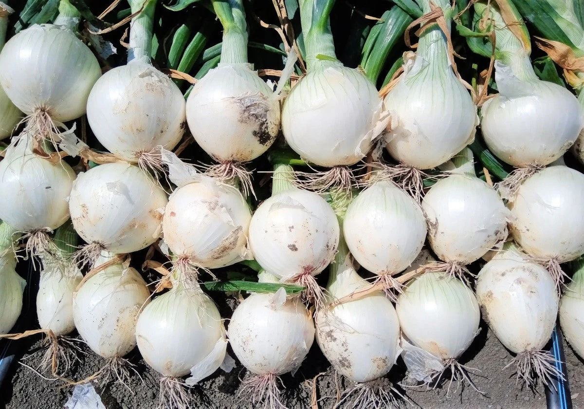 White Sweet Spanish Onion - Image 3