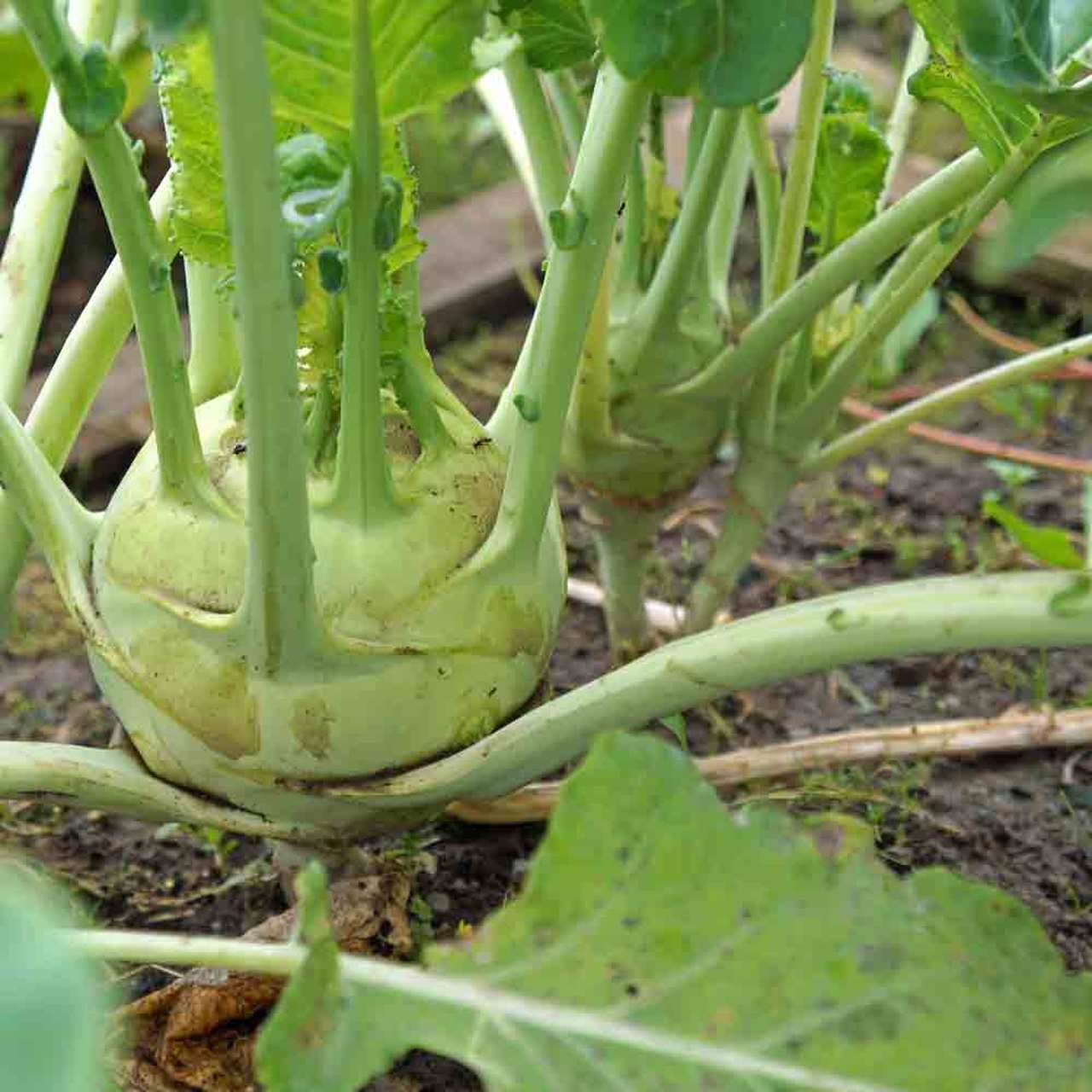 White Vienna Kohlrabi - Image 3
