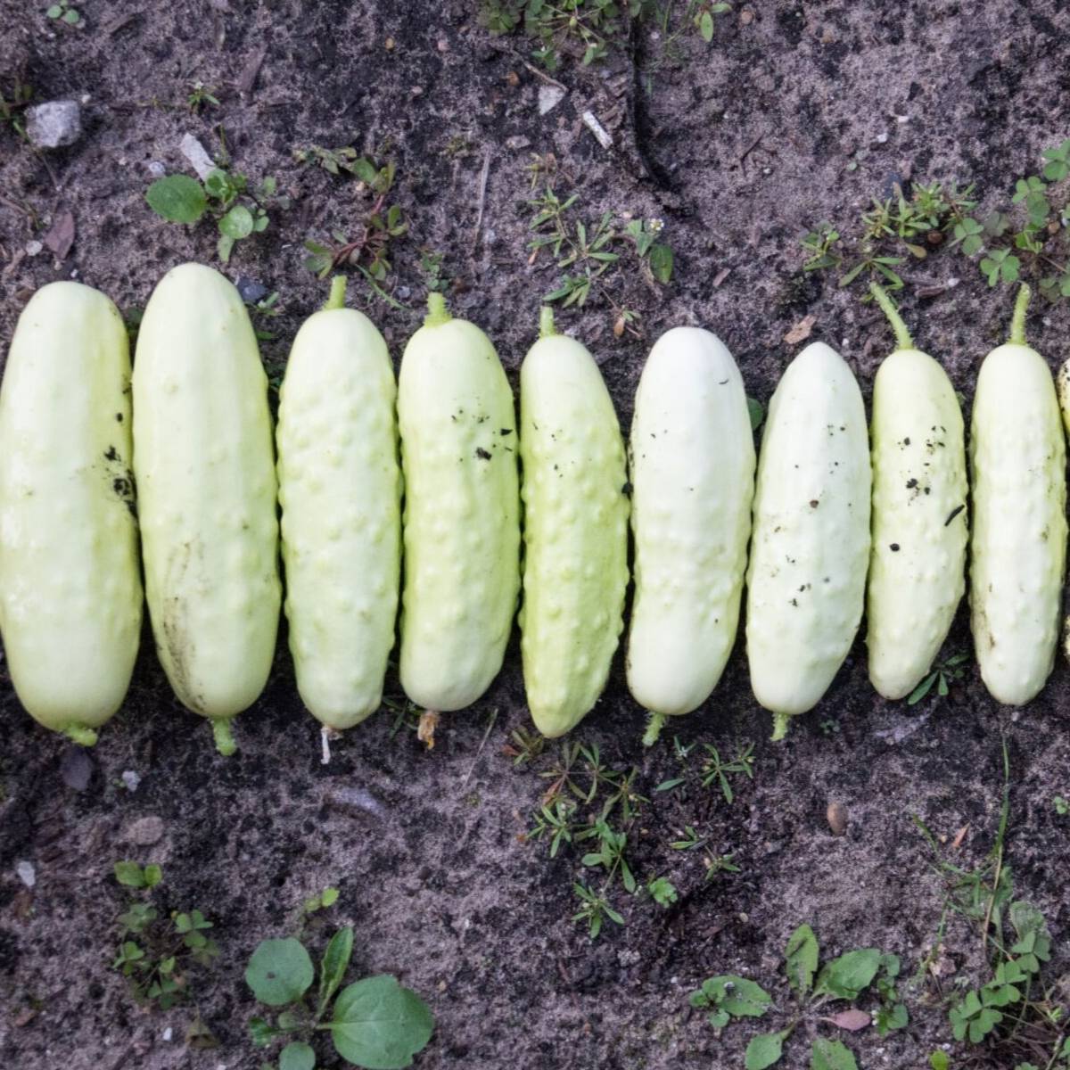 White Wonder Cucumber - Image 3