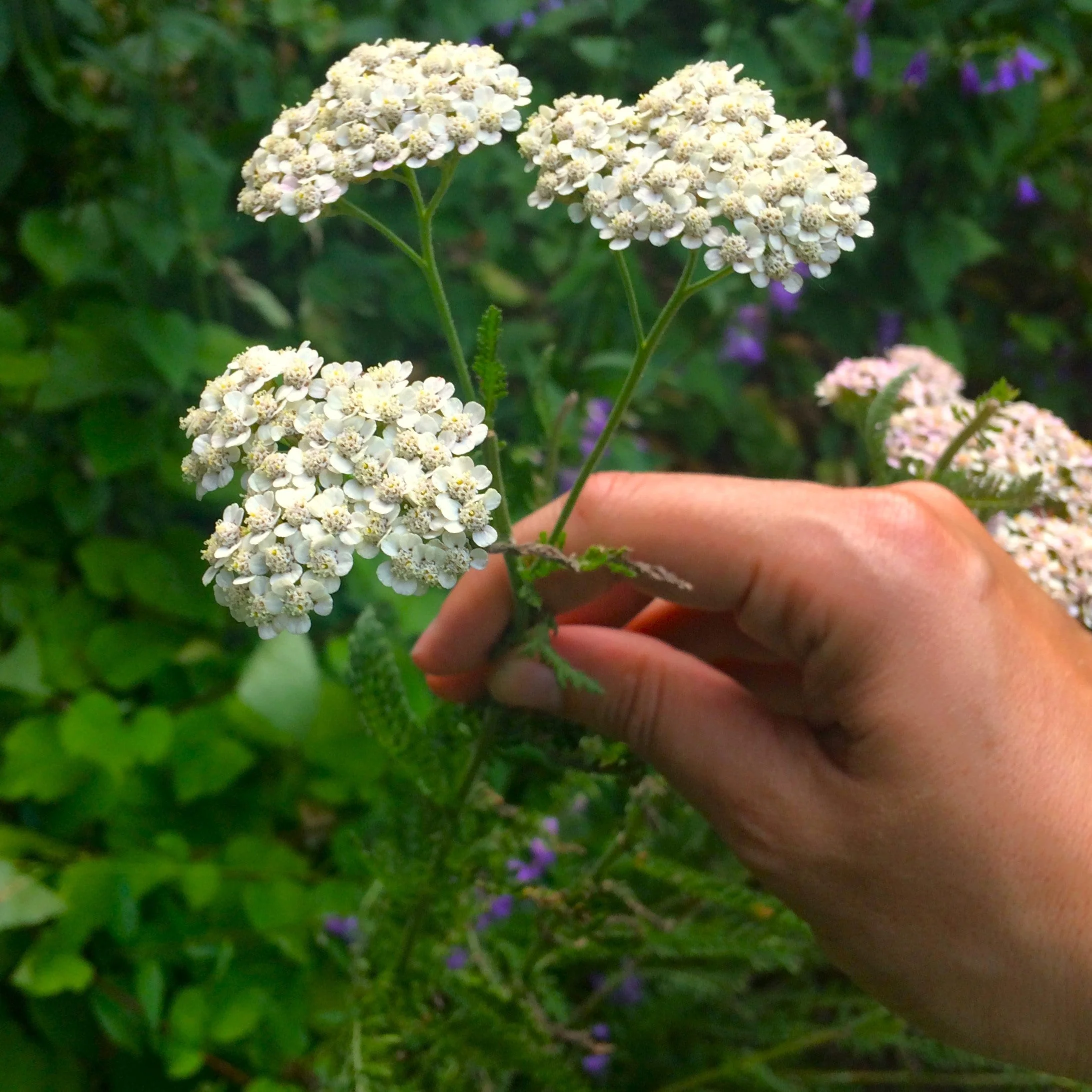 White Yarrow - Image 3