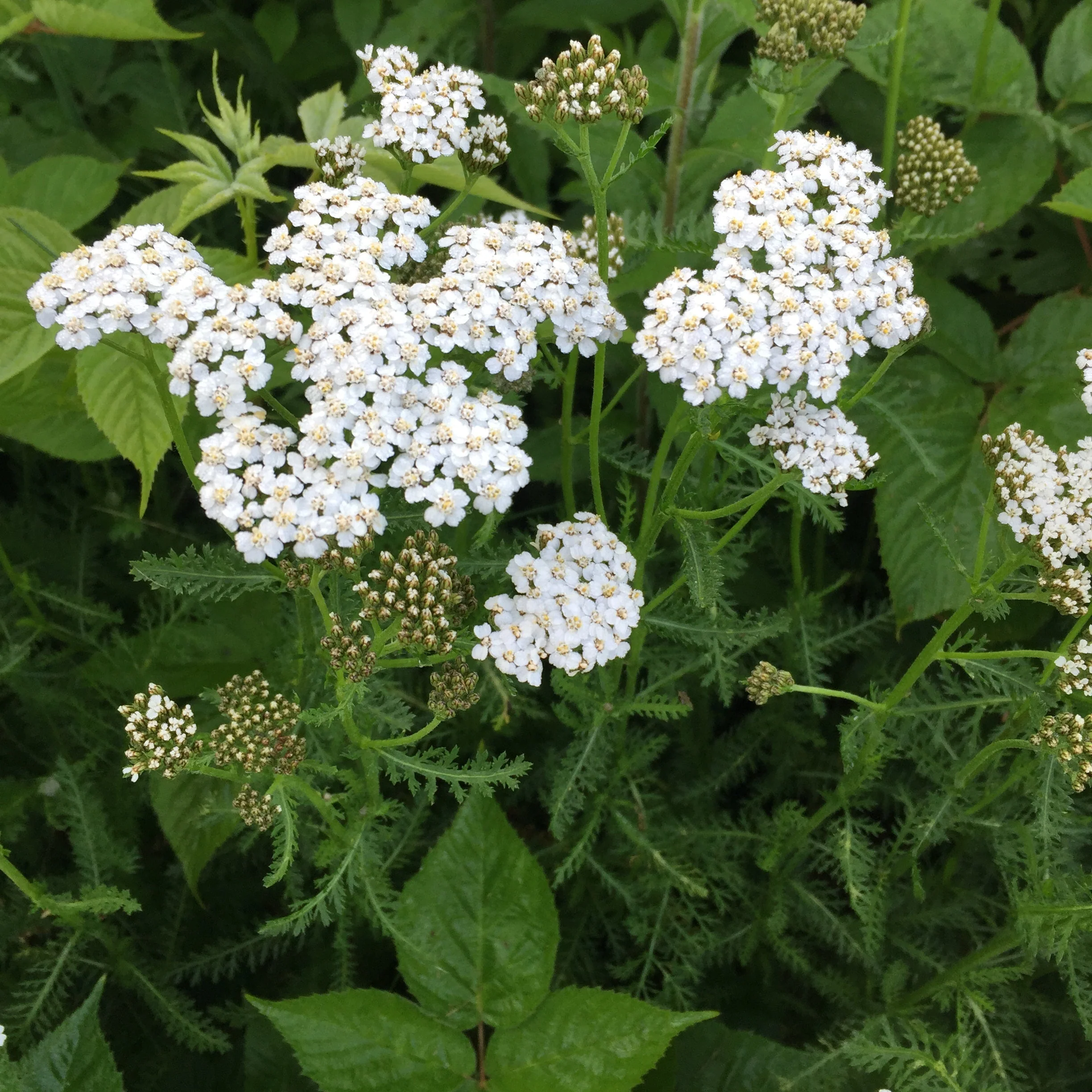 White Yarrow - Image 5