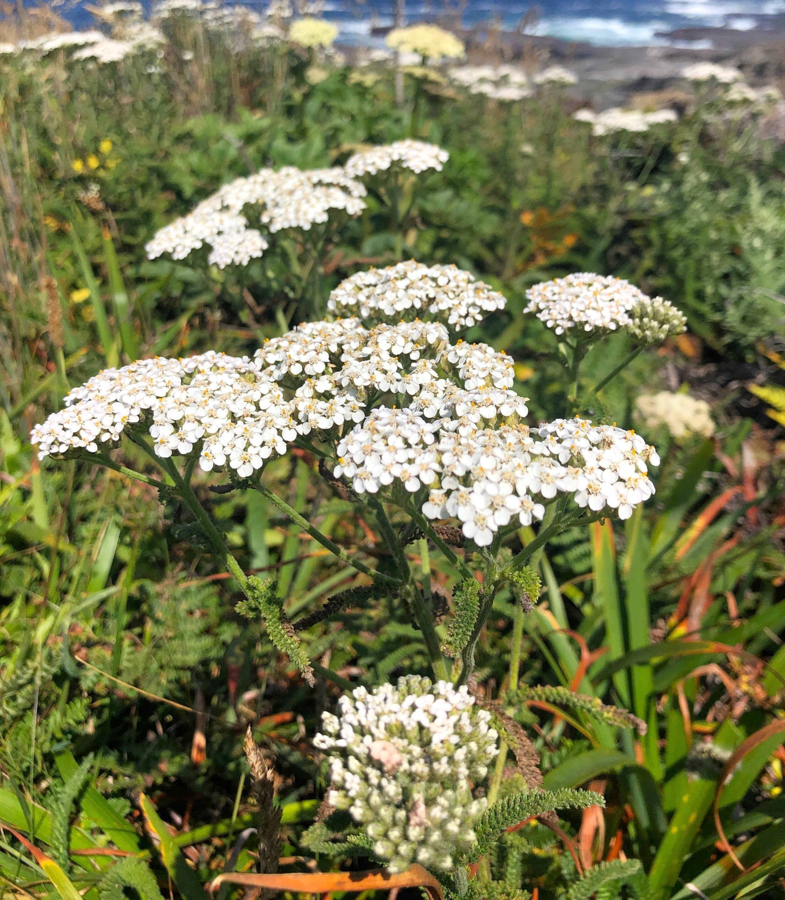 White Yarrow - Image 6