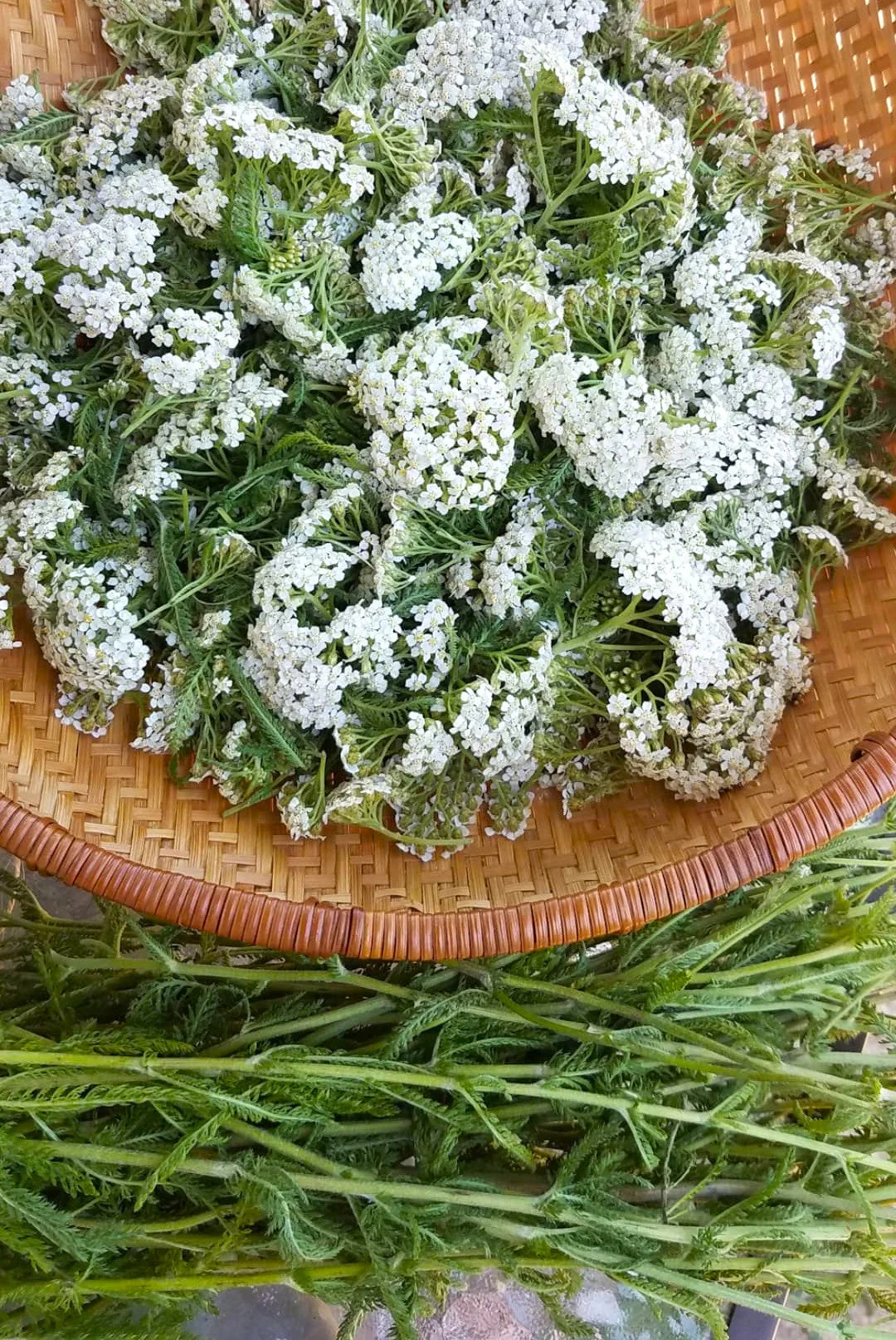White Yarrow - Image 8