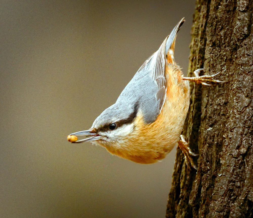 Wild Birdseed Mix - Image 7