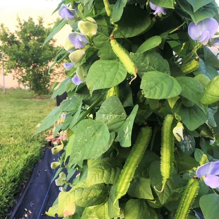 Winged Bean - Image 2
