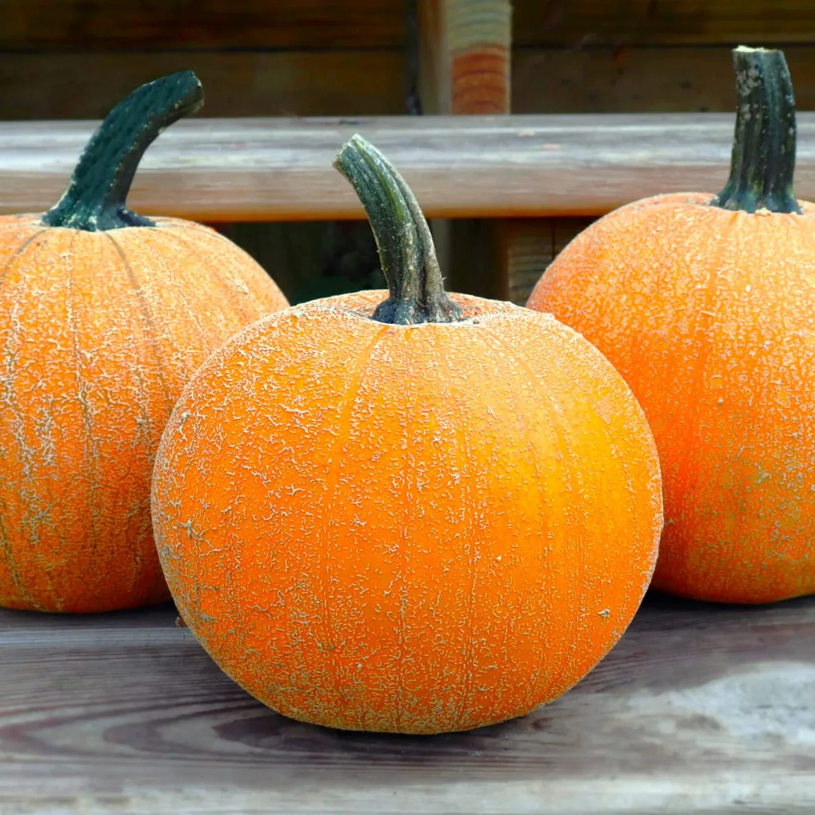 Winter Luxury Pie Pumpkin
