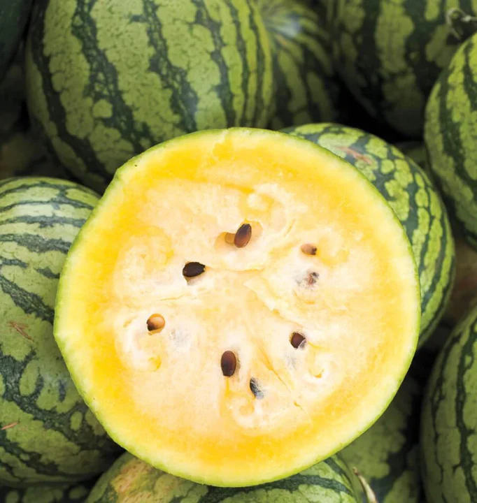 Yellow Crimson Watermelon - Image 3