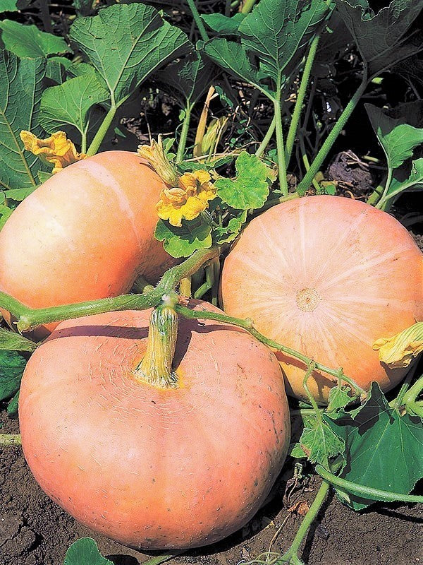 Jaune De Paris Pink Pumpkin - Image 3