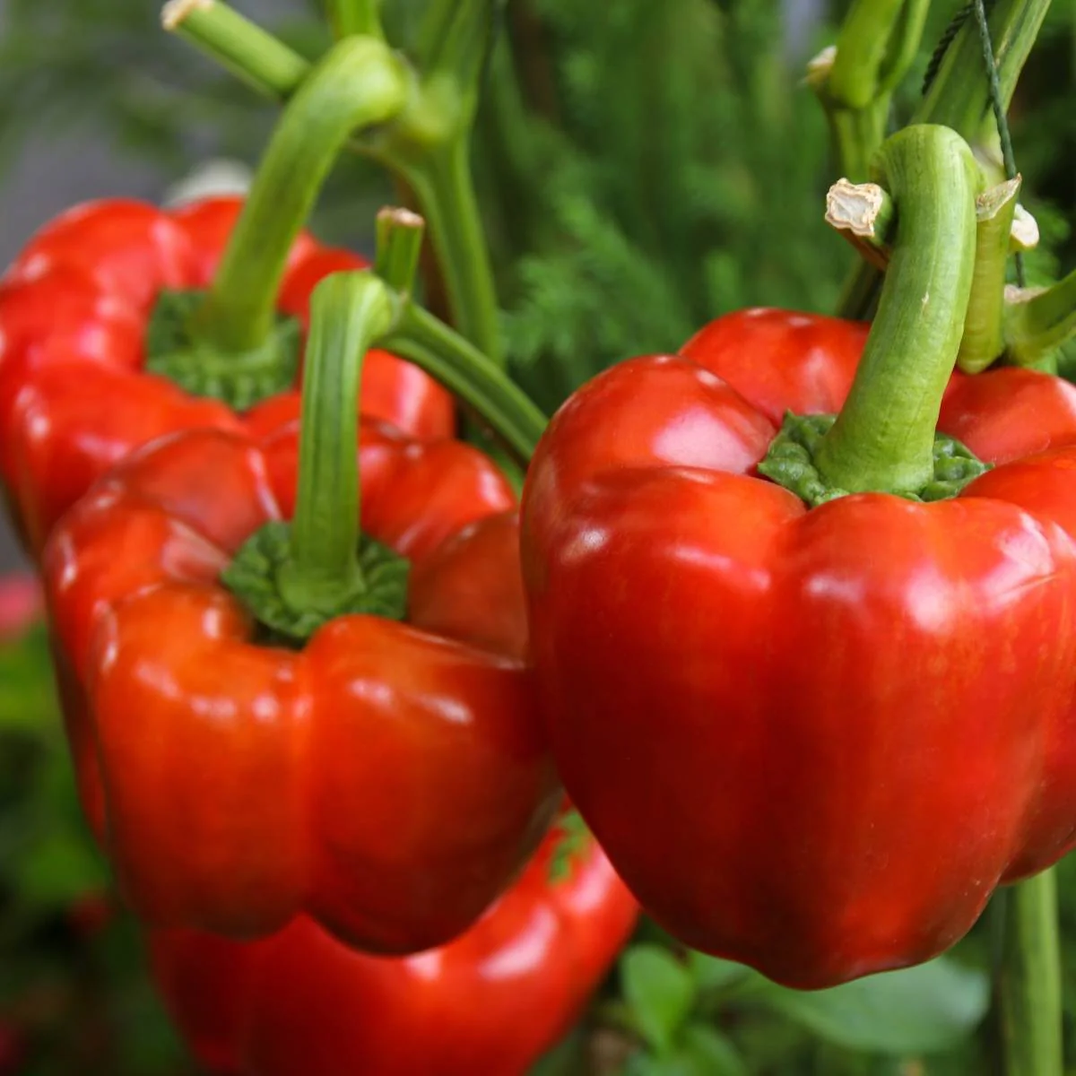 Yolo Wonder Improved Bell Pepper