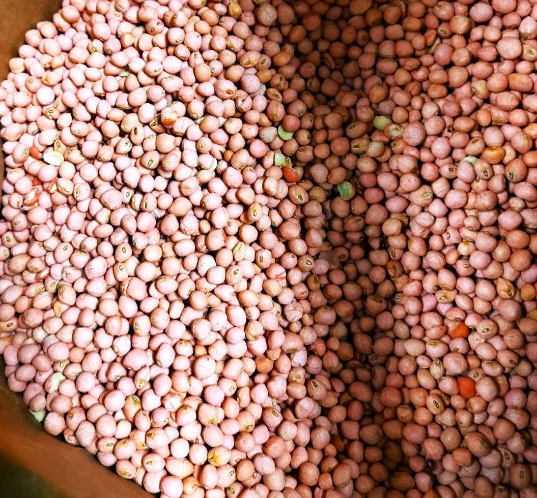 Zipper Cream Pea (Treated) - Image 10